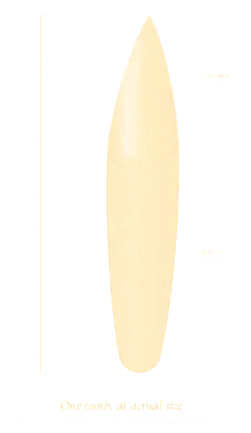 A Tyrannosaurus tooth at actual size beside a ruler to 20 cm